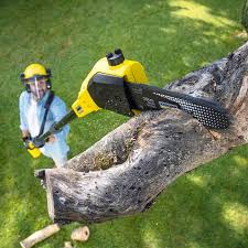 Professional Tree Care Services in Lake Caroline, VA