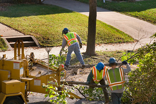 Best Stump Grinding and Removal  in Lake Caroline, VA