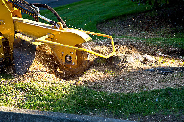 How Our Tree Care Process Works  in  Lake Caroline, VA